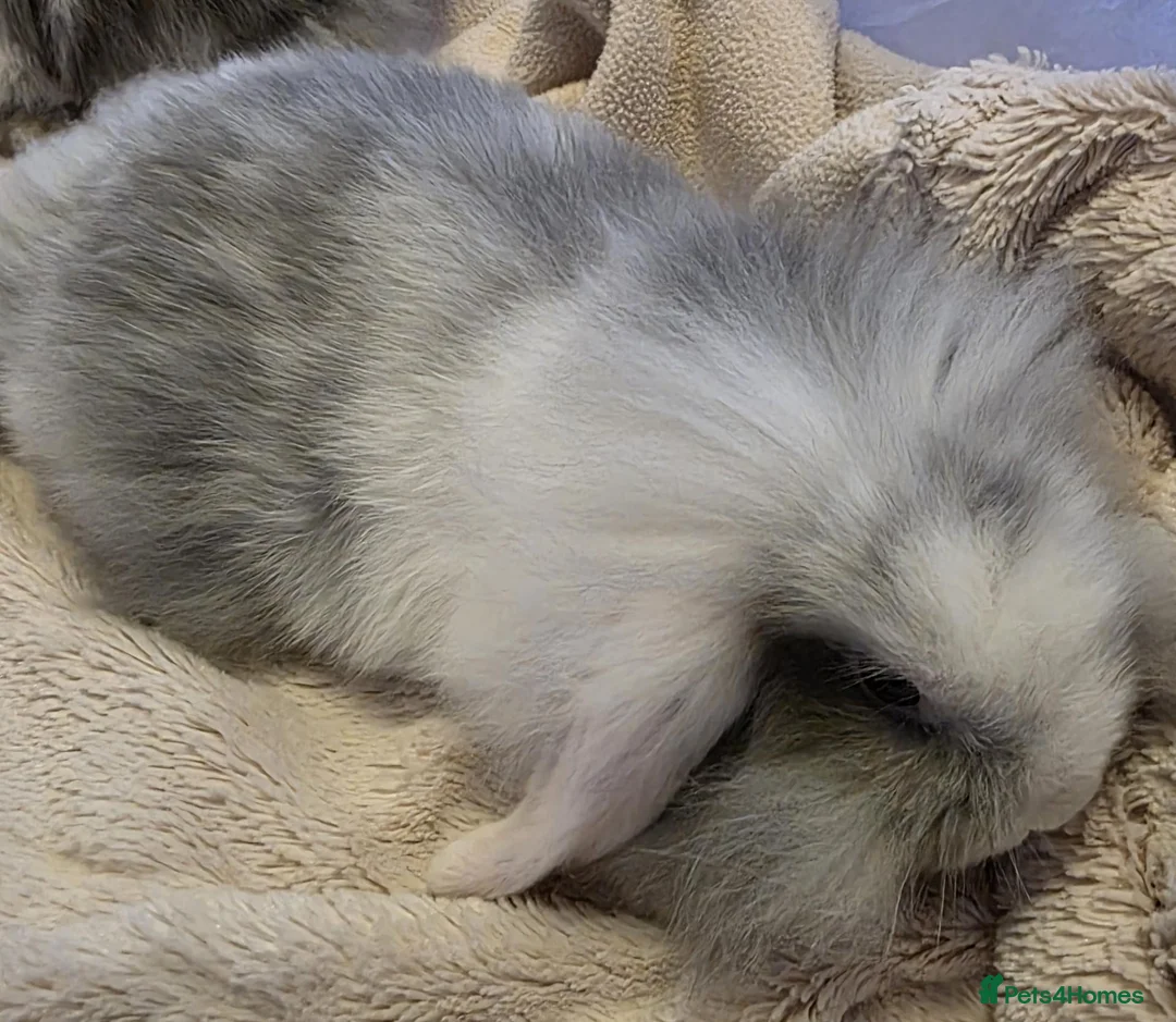 Mini Lop rabbits for sale: Beautiful mini lop x mini lion lop babies for sale - Advert 2