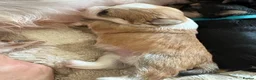 Yorkshire Terrier dogs for sale: Colorfull  yorkies  in Aberdeen - Advert 21