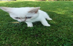 British Shorthair cats for sale: British short hair pure breed - Image 23