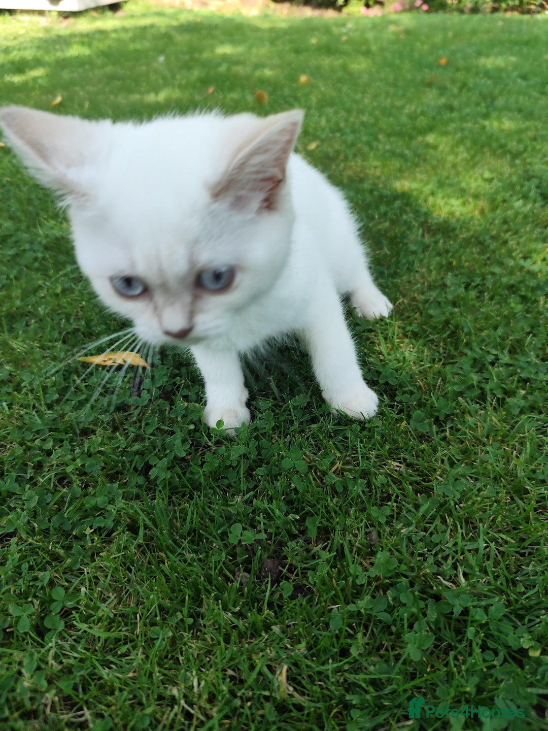 British Shorthair cats for sale: British short hair pure breed - Image 23