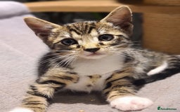 Bengal cats for sale: Bengal kittens - Image 2