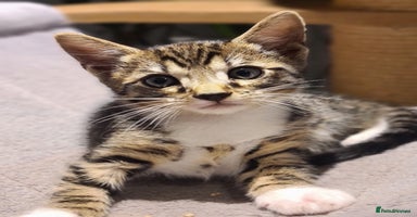 Bengal cats - Advert 13