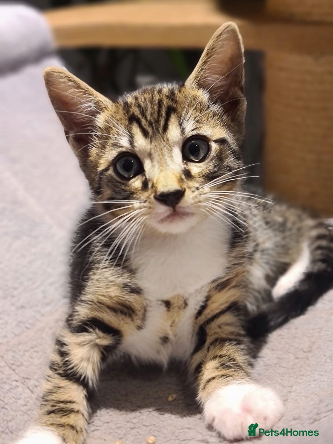 Bengal cats for sale: Bengal kittens - Image 2