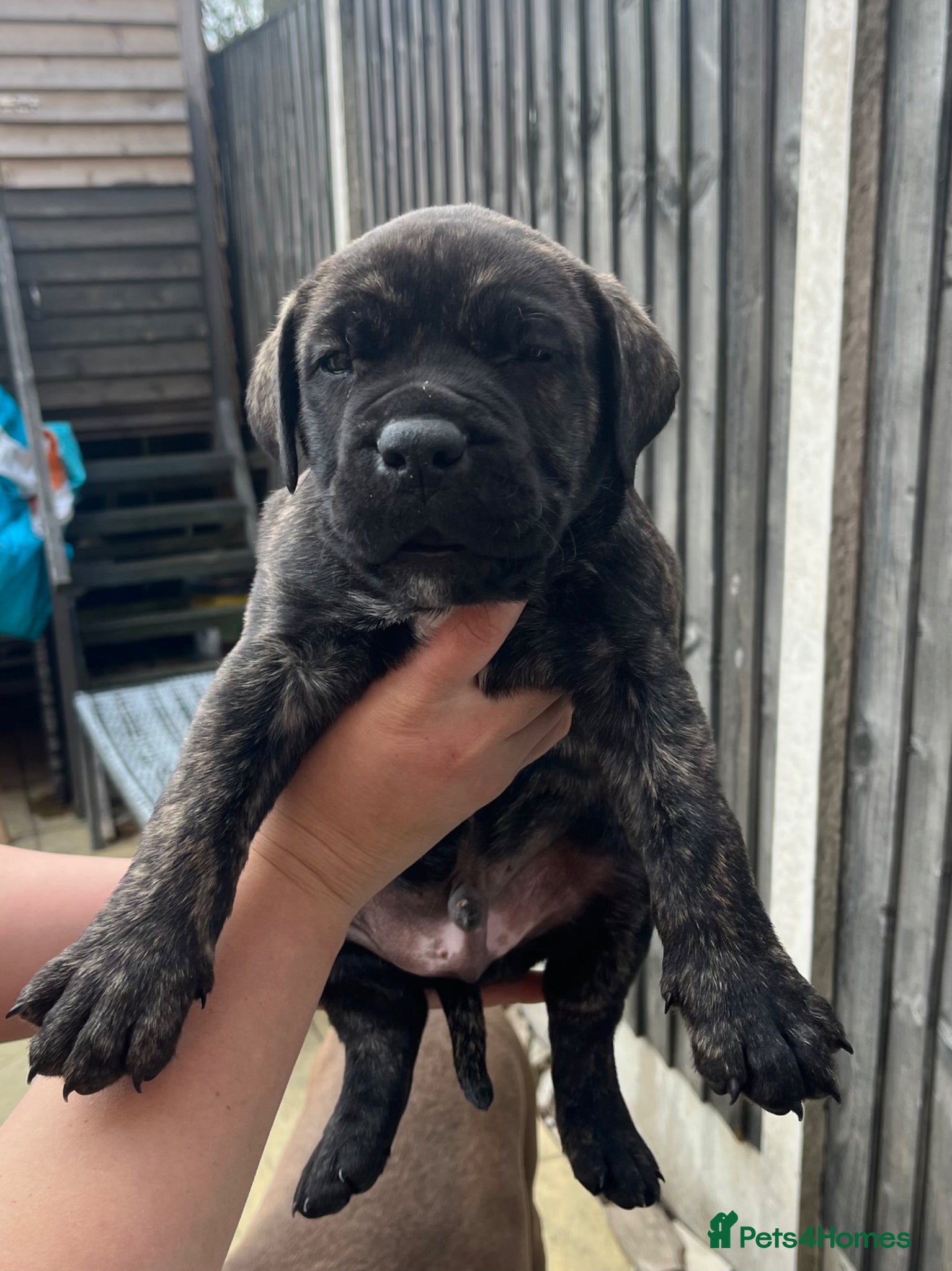 Mastiff dogs 2 gorgeous mixed mastiff boys left  - Advert 1