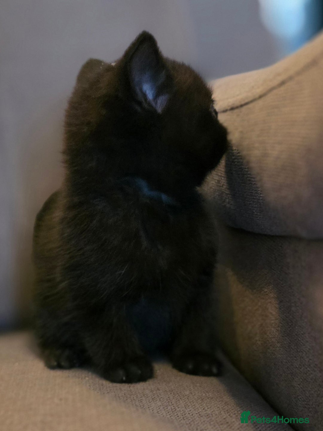 British Shorthair cats for sale: Gorgeous Black Female BSH Cross kitten - Image 3