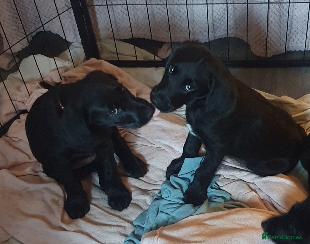 Labradoodle dogs for sale: ☆Ready to leave☆ CHUNKY PUPPIES ☆ - Advert 3
