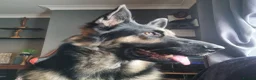 German Shepherd dogs for stud: KC German shepherd  in Telford - Advert 1