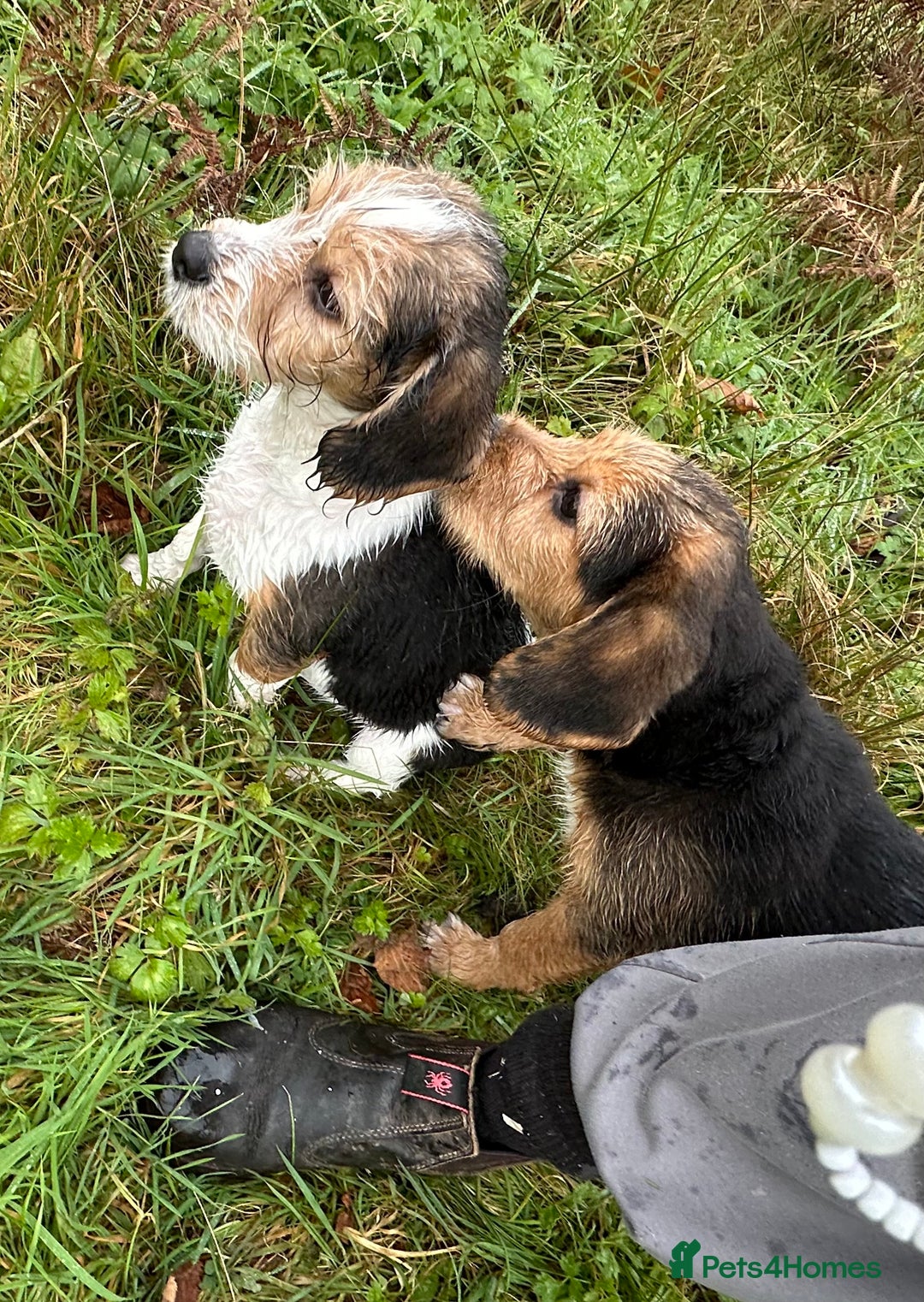Mixed Breed dogs for sale: 🐾 Beautiful Cavapoo x Beagle Puppies 🐾 - Advert 8