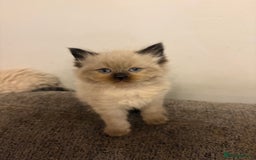 Ragdoll cats for sale: Beautiful, fluffy seal point ragdoll babies - Advert 4