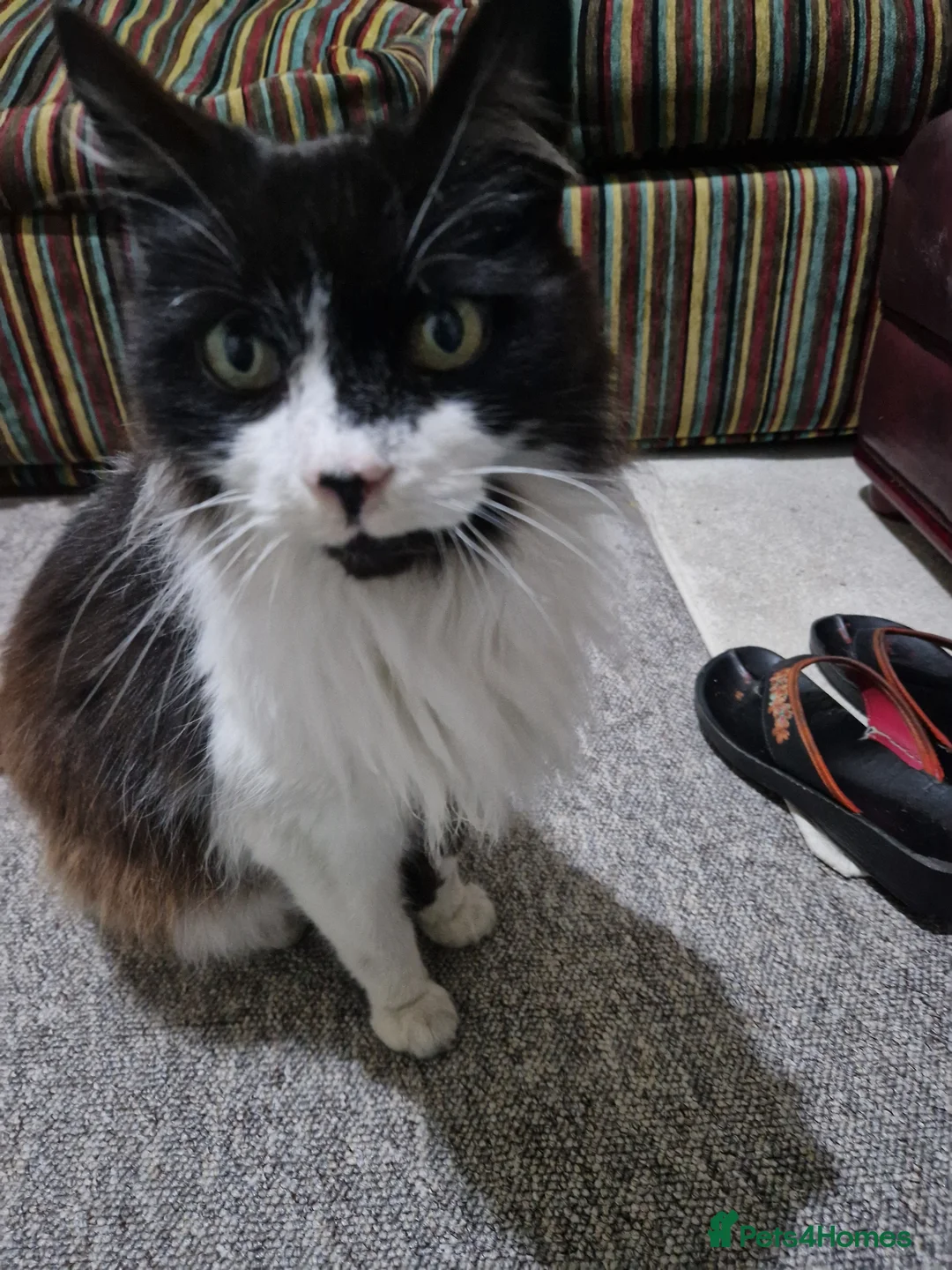 Mixed Breed cats for sale: Friendly male cat - Advert 2