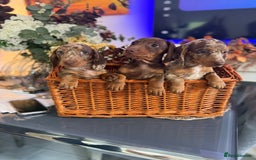 Dachshund dogs for sale: dachshund puppies  - Image 2