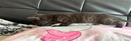 Maine Coon cats for sale: Maincoon X BSH kittens - Advert 9