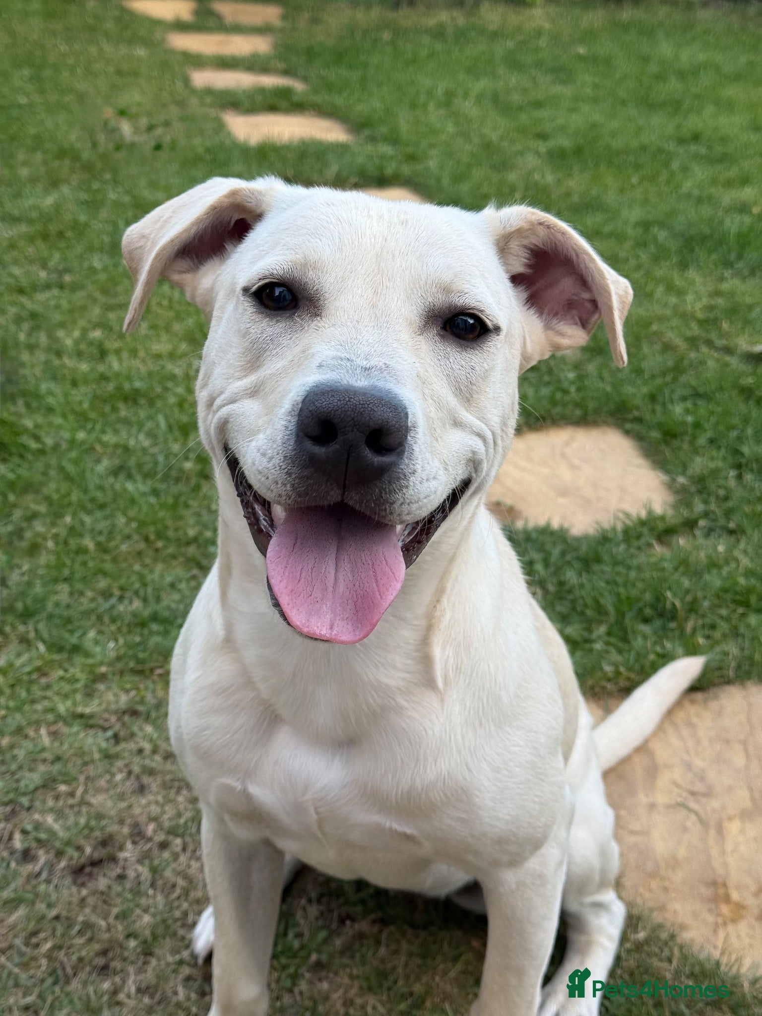 Mixed Breed dogs Beautiful American Bulldog x Labrador Female Dog  - Advert 6