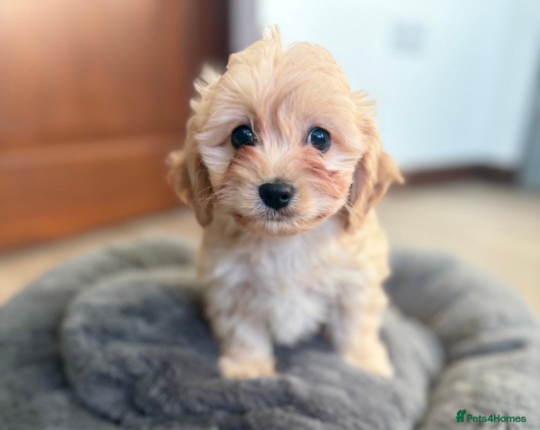 Cavachon dogs for sale: Cavachon puppies - Advert 2