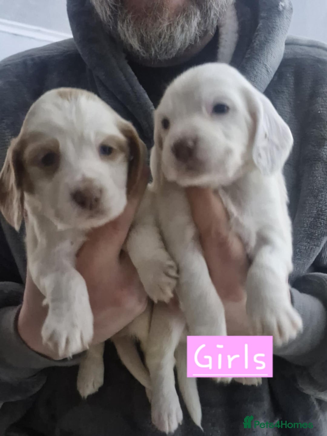 Cocker Spaniel dogs for sale: cocker spaniel puppies for sale - Advert 3