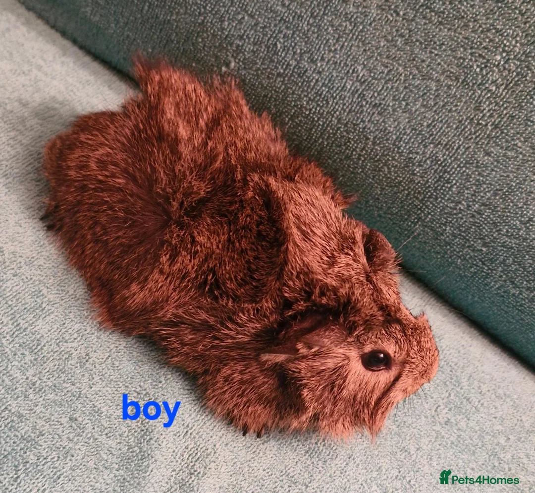 Guinea Pig rodents for sale: 1 boar & 1 sow baby pigs - Advert 2