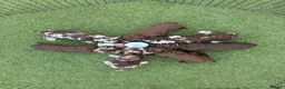 Cockapoo dogs for sale: Merle and Chocolate F1b Cockapoos Due Sept’ - Advert 11