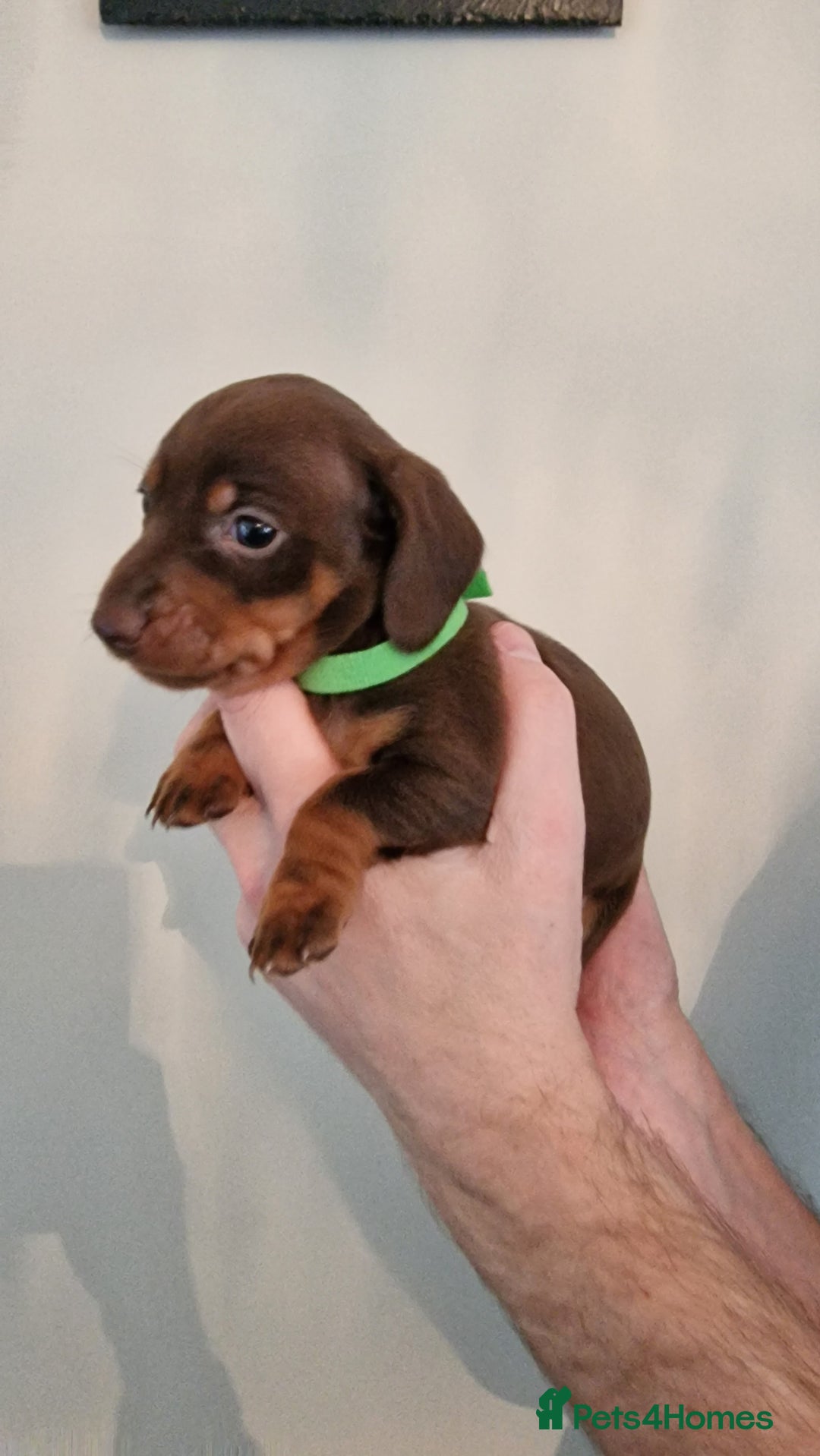 Dachshund dogs for sale: Miniature Smooth Haired Dachshund Puppies - Image 5
