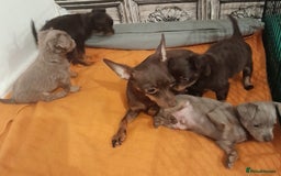 Russian Toy Terrier dogs for sale: Pure blood Russian Toy smooth and long haired - Image 16