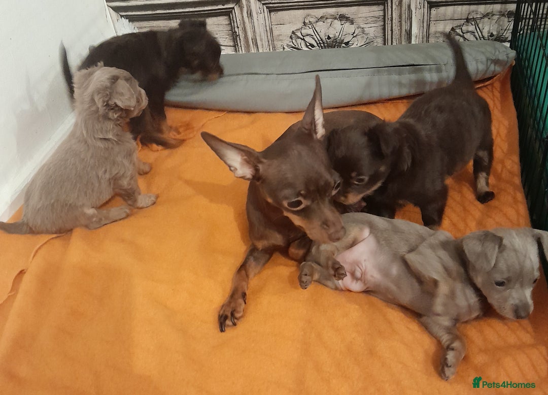 Russian Toy Terrier dogs for sale: Pure blood Russian Toy smooth and long haired - Image 16