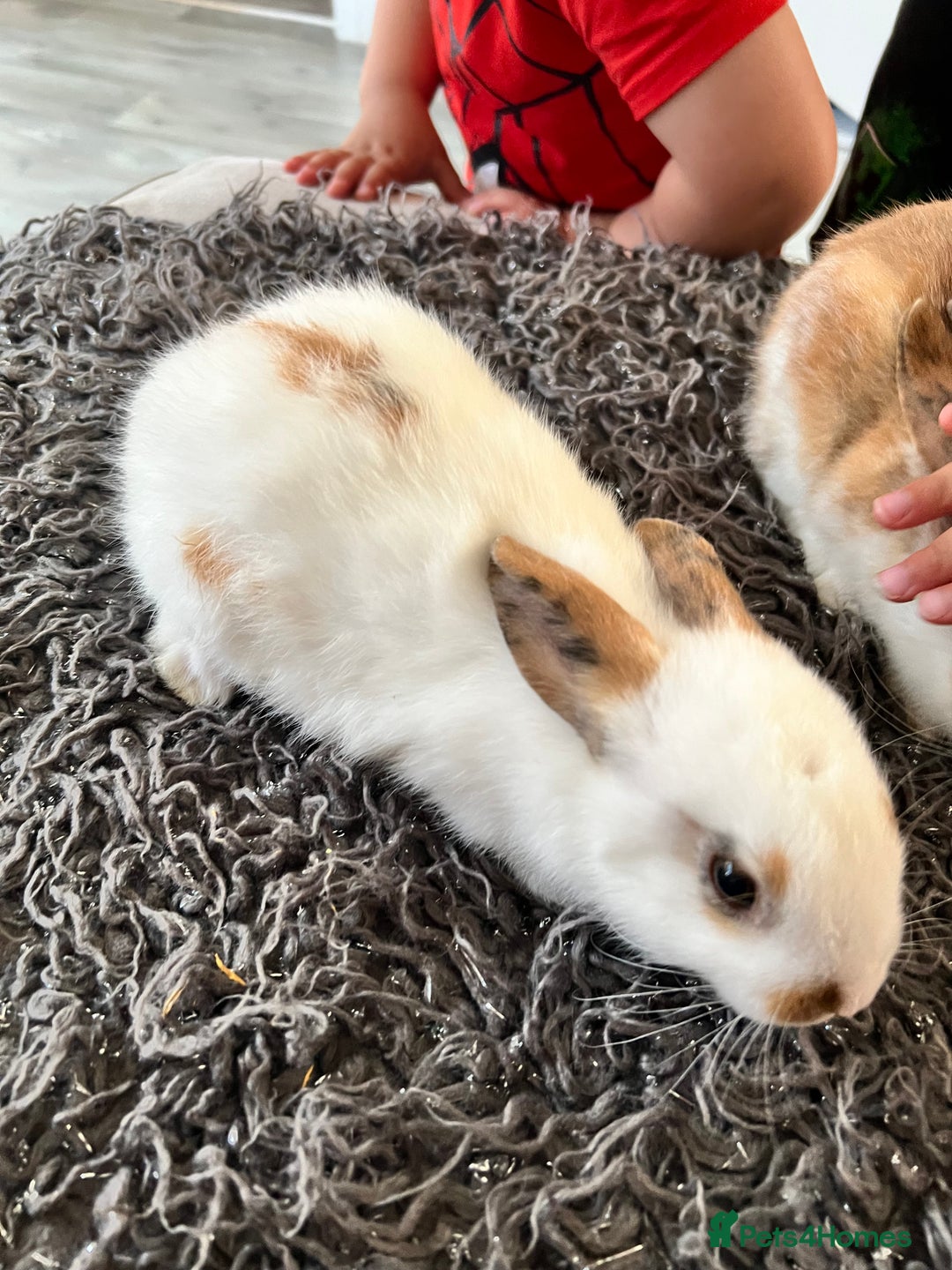Dwarf Hotot rabbits for sale: Bunnies  in Newark - Image 13