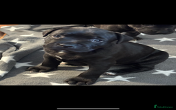 Staffordshire Bull Terrier dogs for sale: Staffy pups looking for their forever homes 🏡  - Image 15