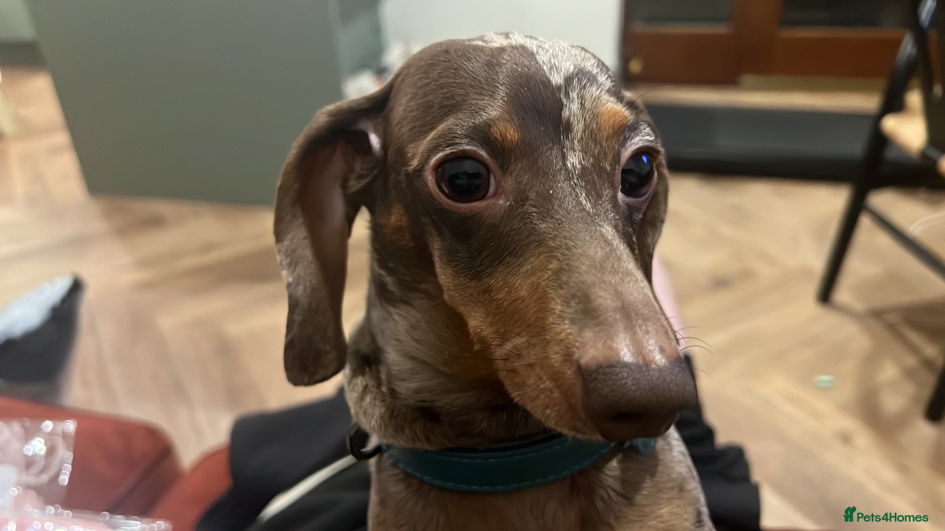 Miniature Dachshund dogs MINIATURE DACHSHUND STUD AVAILABLE - Advert 1