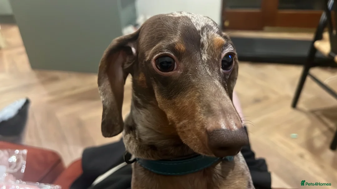 Miniature Dachshund dogs for stud: MINIATURE DACHSHUND STUD AVAILABLE - Advert 1