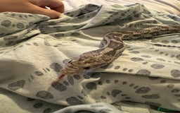 Corn Snake reptiles for sale: Anertherystic Corn Snake - Image 1