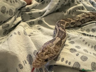 Corn Snake reptiles - Advert 9