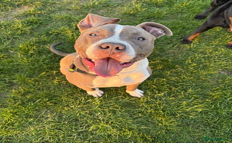 Mixed Breed dogs - Advert 1