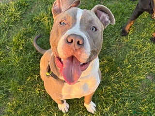 Mixed Breed dogs for sale - Advert 1