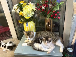 Mixed Breed cats Beautiful long and short haired kittens - Advert 1