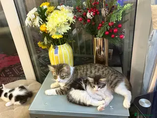 Mixed Breed cats Beautiful long and short haired kittens - Advert 14