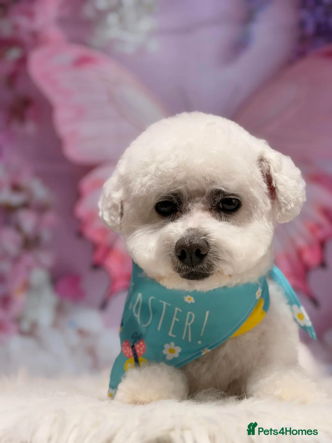 Bichon Frise dogs for stud: Bichon Frise for stud - Advert 2