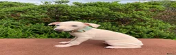 Italian Greyhound dogs for sale: KC Italian greyhound puppies East. Europ lineage - Advert 27