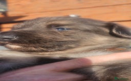 German Shepherd dogs for stud: German shepherd  - Image 17