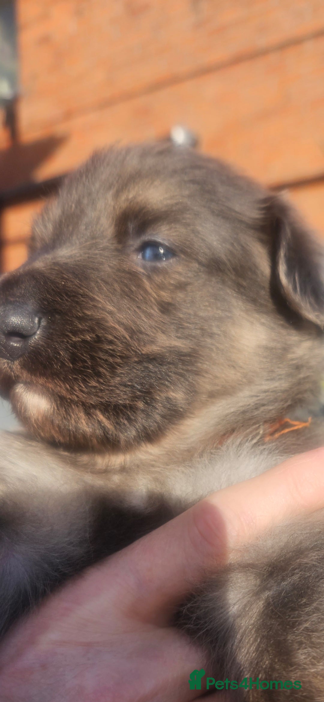 German Shepherd dogs for stud: German shepherd  - Image 17