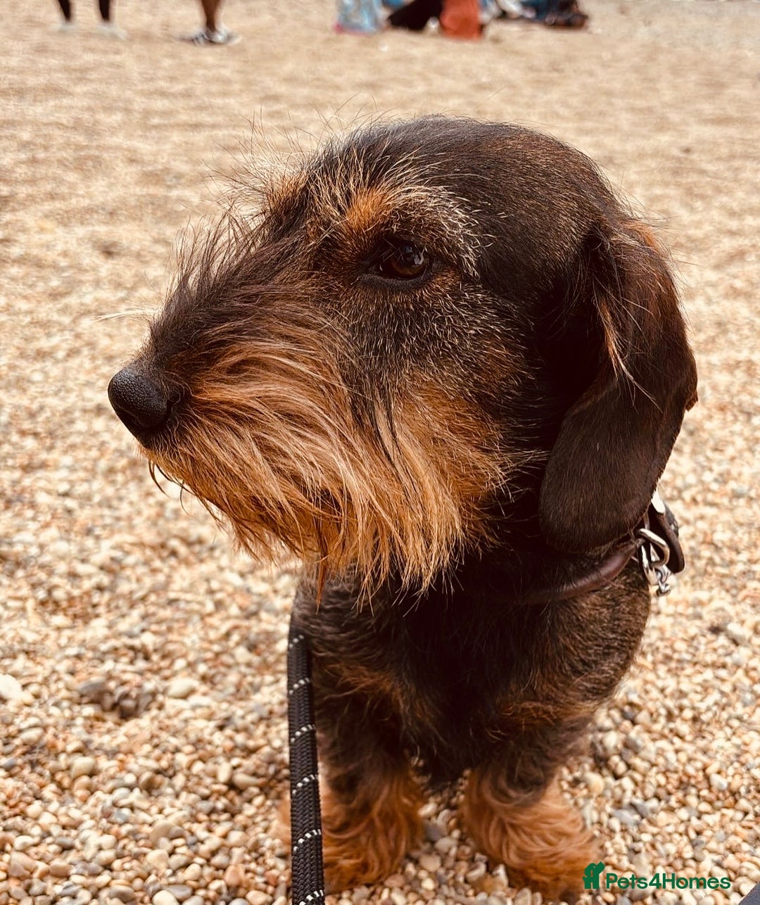 Dachshund dogs for sale: Gorgeous dachshund boys - Advert 5