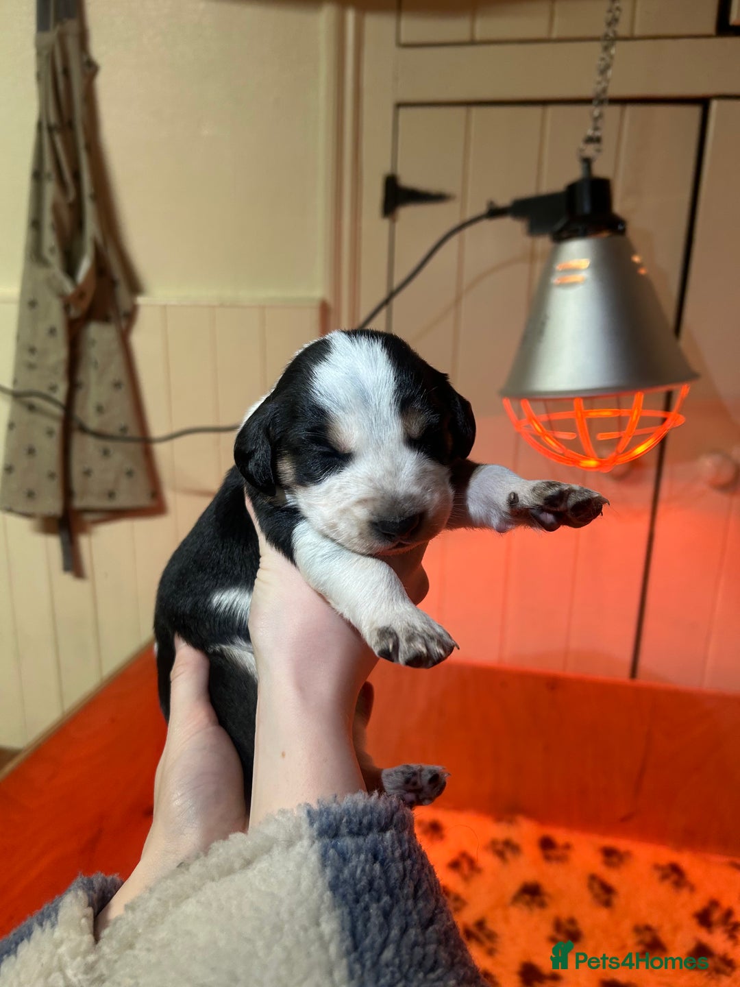 Mixed Breed dogs for sale: Australian Kelpie/Cocker Spaniel Puppies  - Advert 10