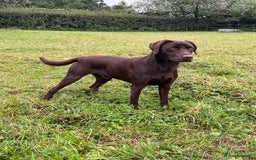 Labrador Retriever dogs for sale: WAITING LIST - KC Reg Fully Health Tested parents  - Image 5
