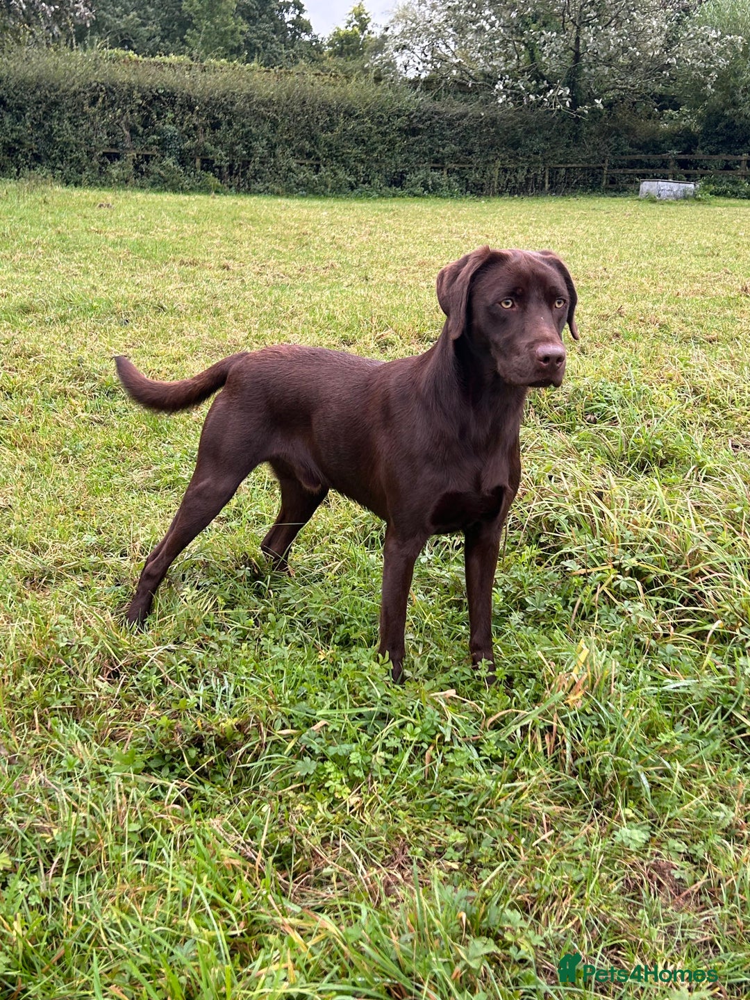 Labrador Retriever dogs for sale: WAITING LIST - KC Reg Fully Health Tested parents  - Image 5