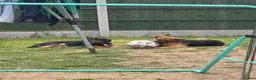 German Shepherd dogs for sale: German shepherd cross both - Advert 7