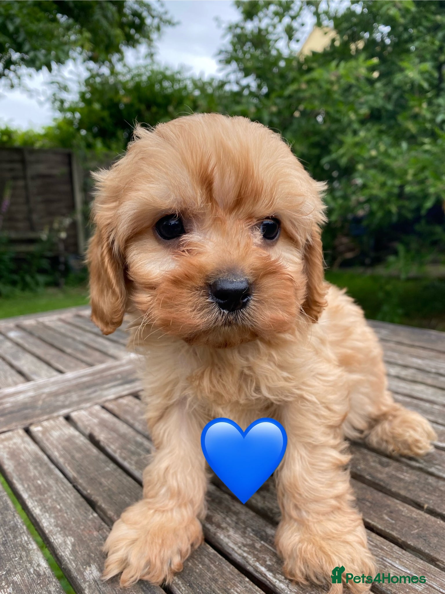 Cavapoo dogs F1 Cavapoo Puppys. - Advert 6