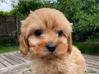 Cavapoo dogs F1 Cavapoo Puppys. - Advert 6