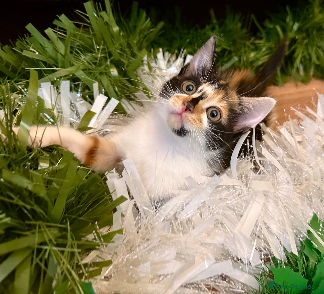 Mixed Breed cats for sale: Kittens from half Siamese mum - Advert 12