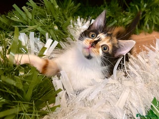 Mixed Breed cats Kittens from half Siamese mum - Advert 6