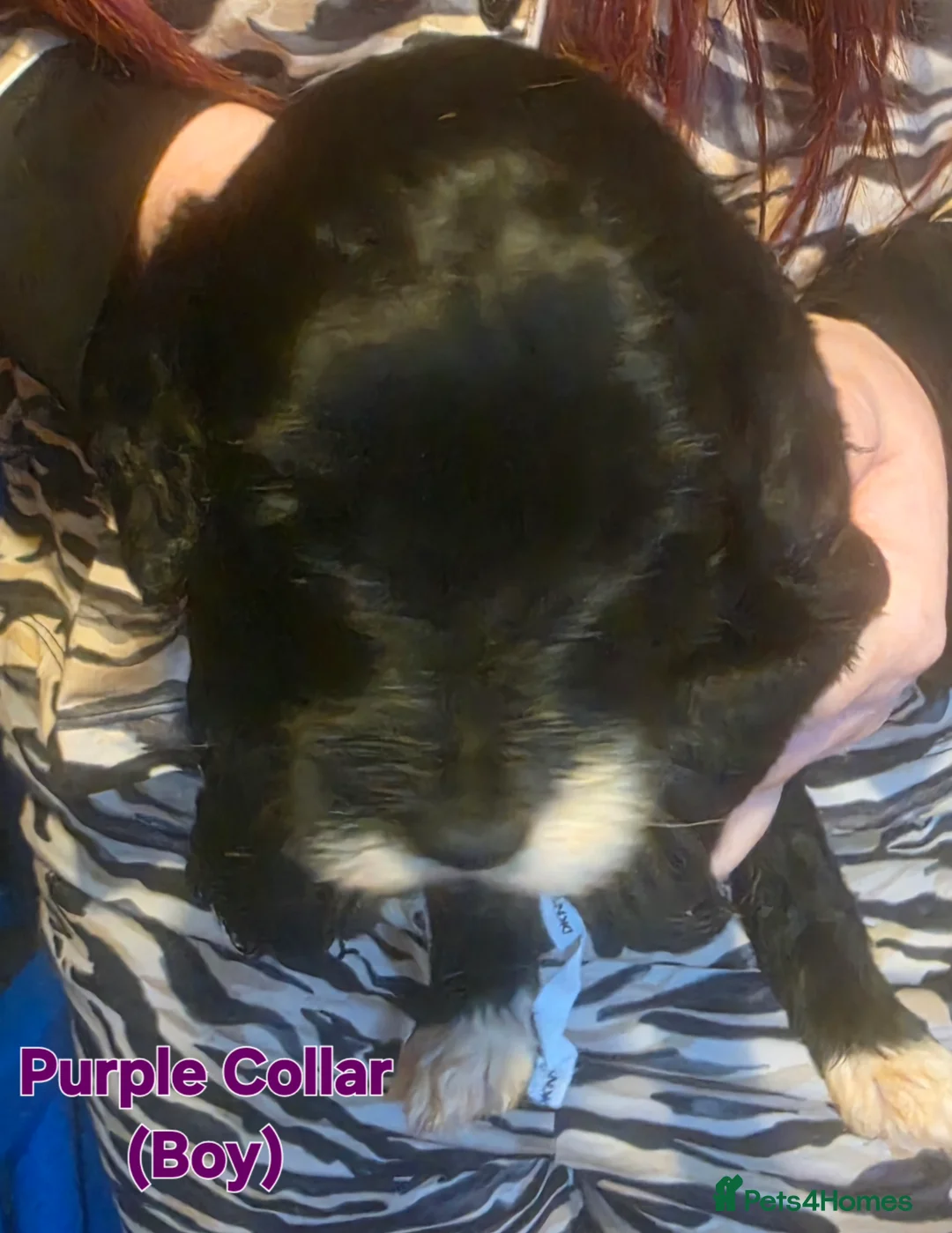 Mixed Breed dogs for sale: 6 Gorgeous Pups Looking For Their New Homes in Virginia Water - Advert 8