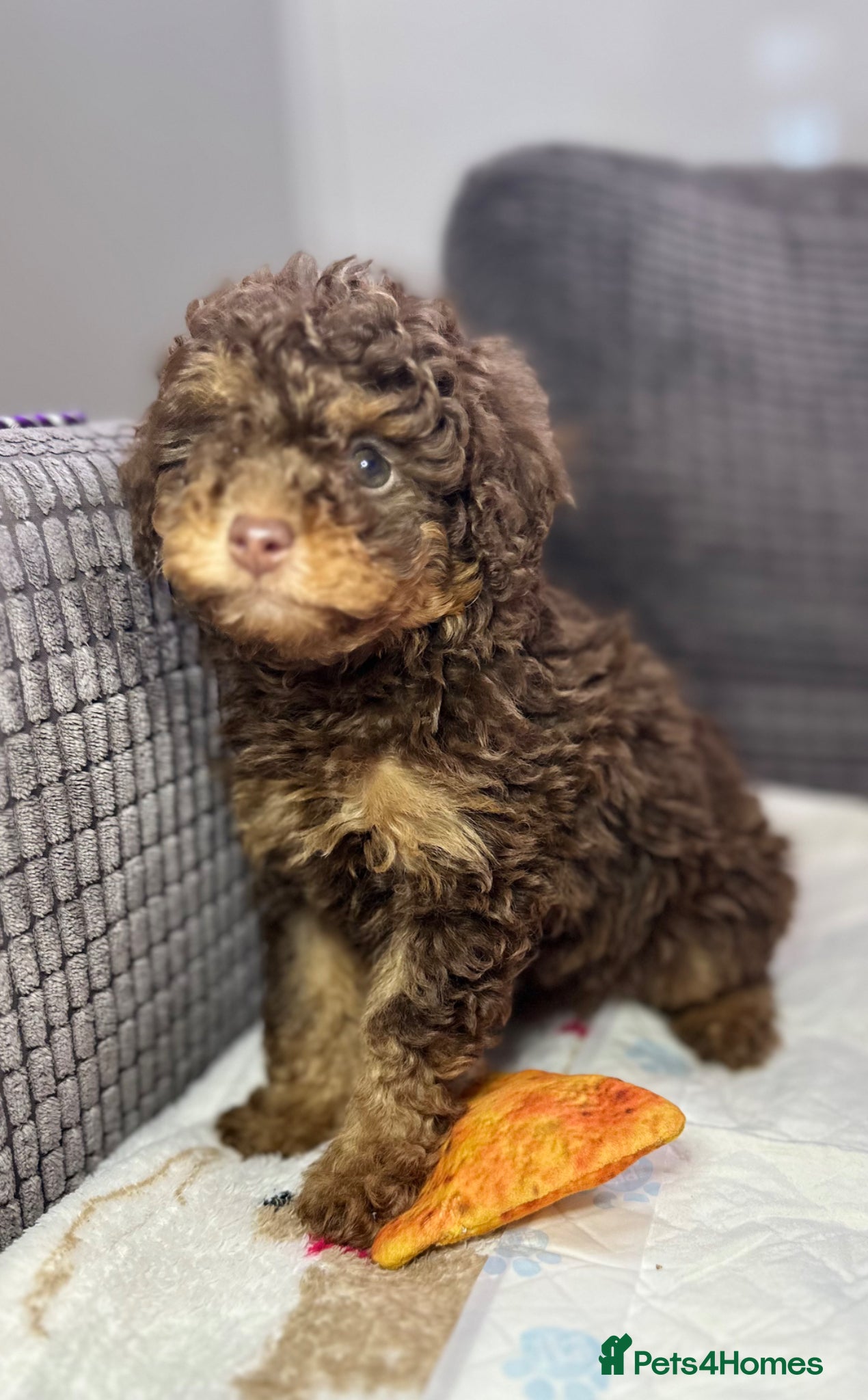 Toy Poodle dogs Toy poodle puppies  - Advert 1