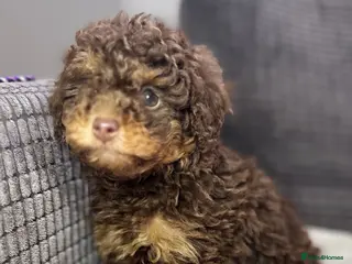 Toy Poodle dogs Toy poodle puppies - Advert 1